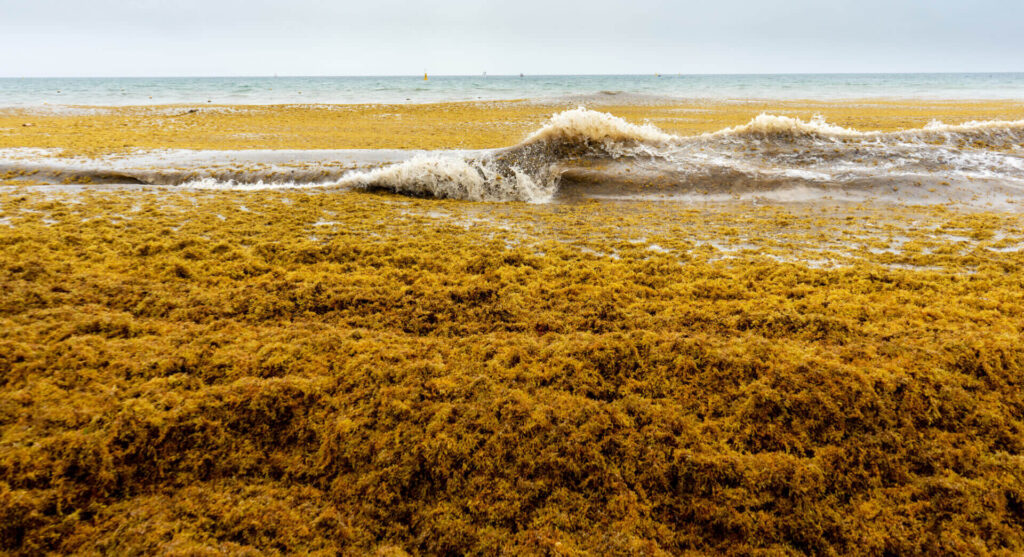 Sargassum removal image